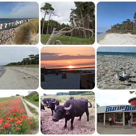 Am Darsswald Og * Born